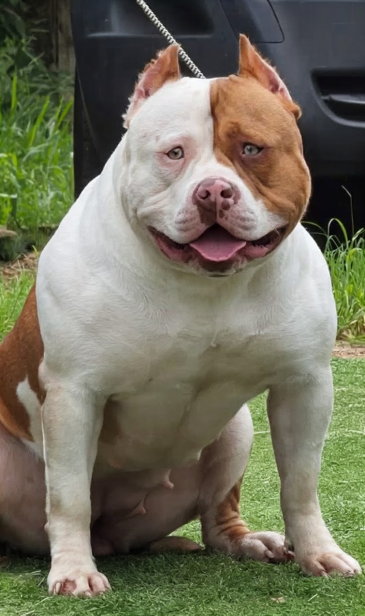 Dog Featured Image