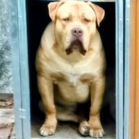 AMP’S THOR GOD OF THUNDER