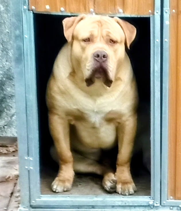 Dog Featured Image