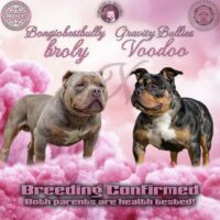 Gravity Bullies Voodoo X Bongiobest Bully Broly