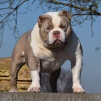 CH Llebeig AB’s Walter