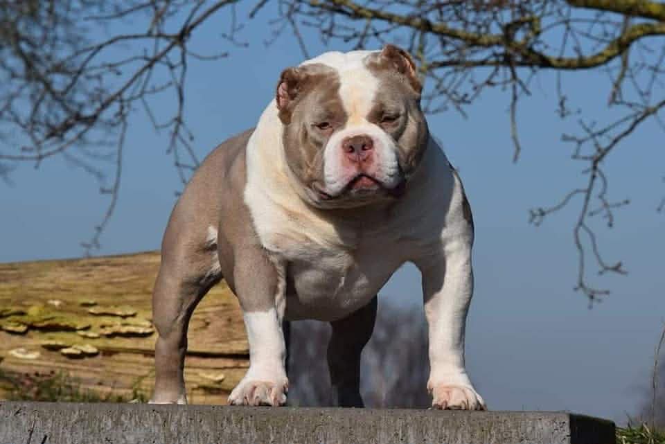 Dog Featured Image