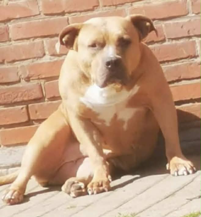 Dog Featured Image