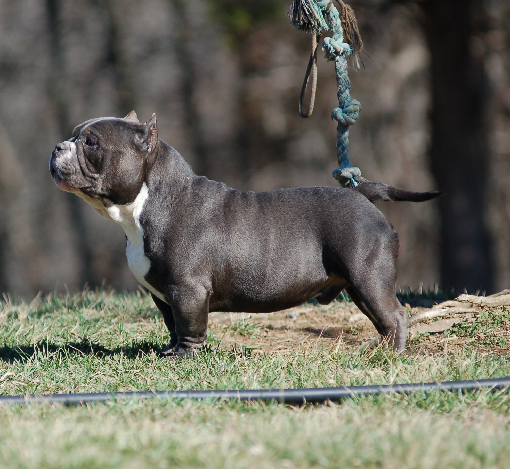 Dog Featured Image