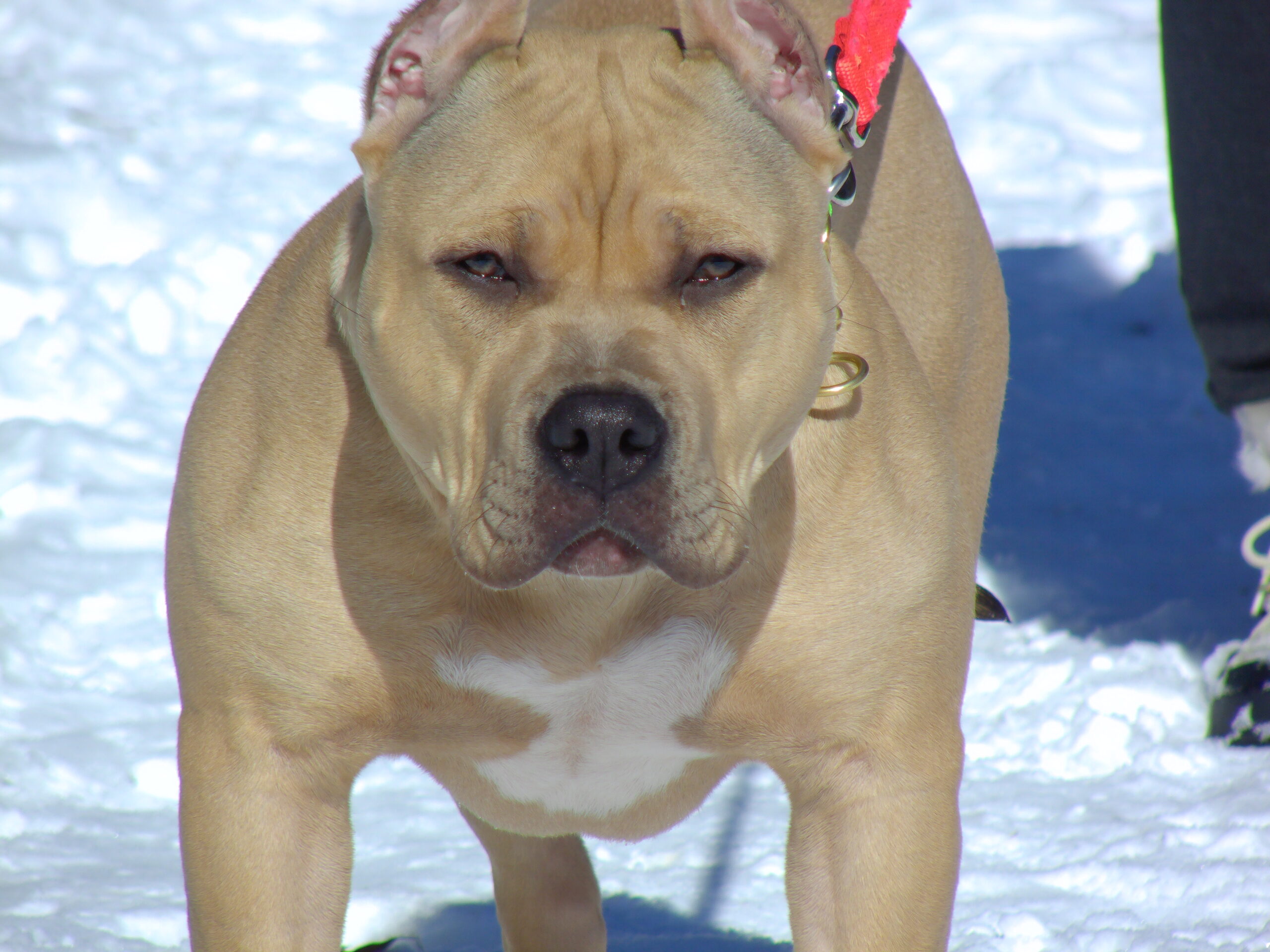 Dog Featured Image