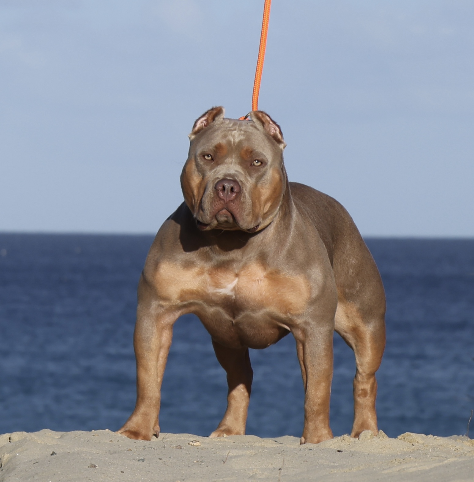 Dog Featured Image
