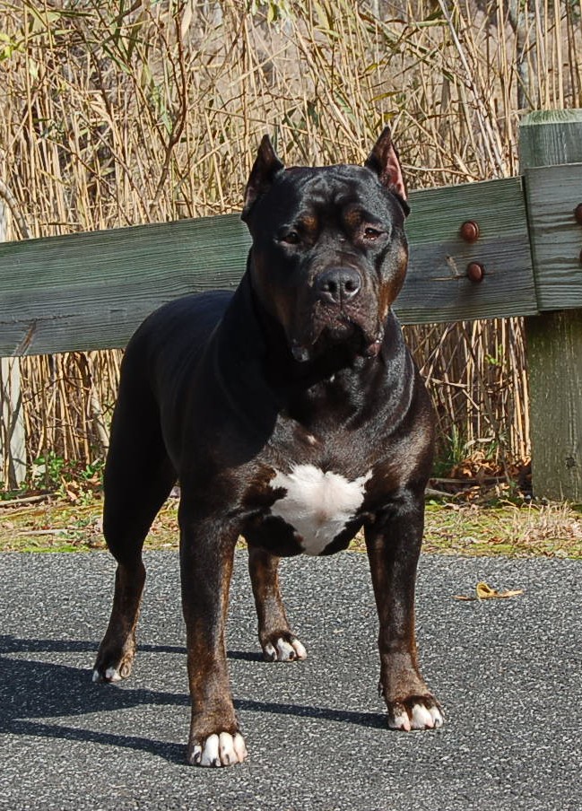 Dog Featured Image