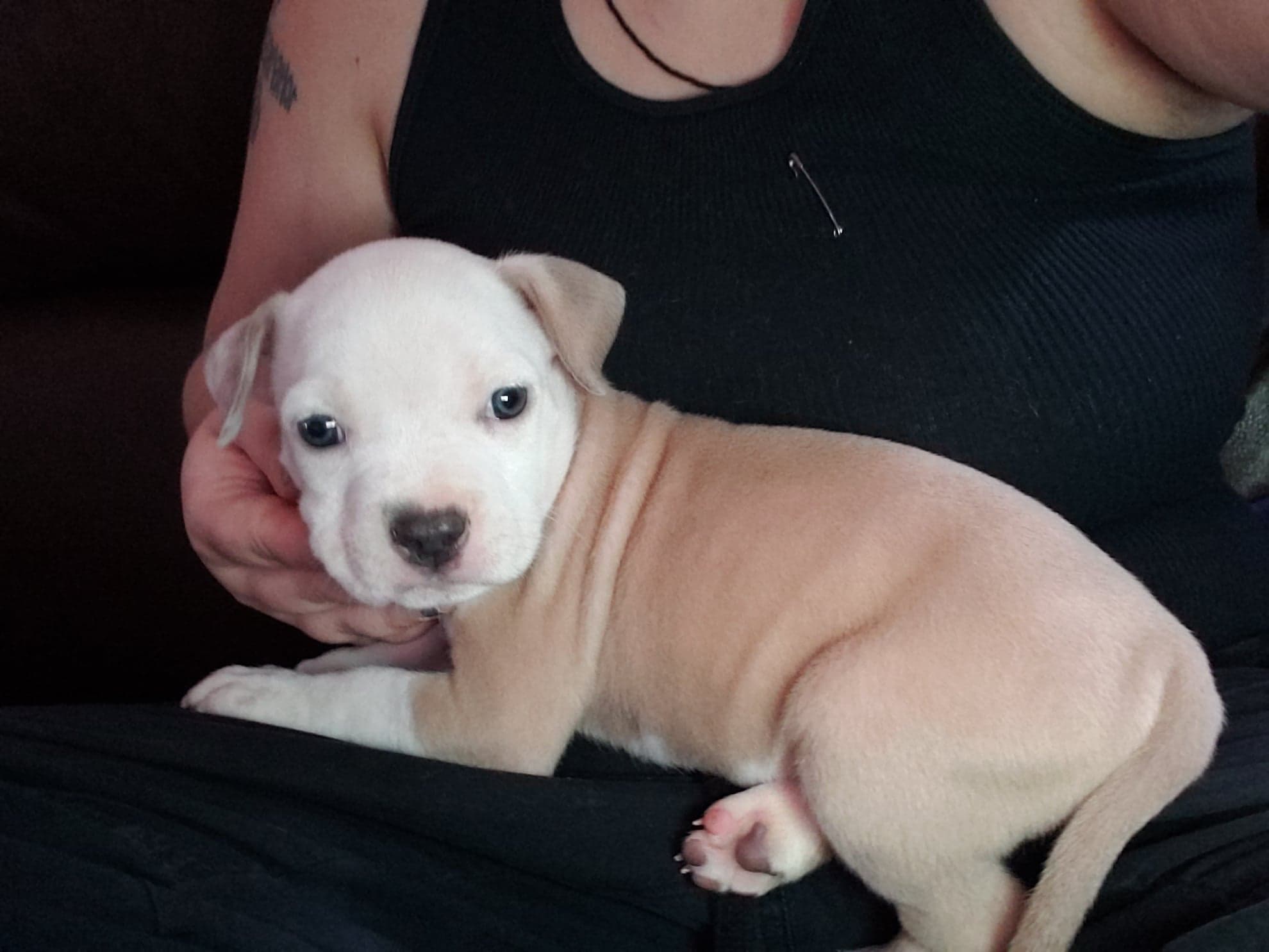 Dog Featured Image