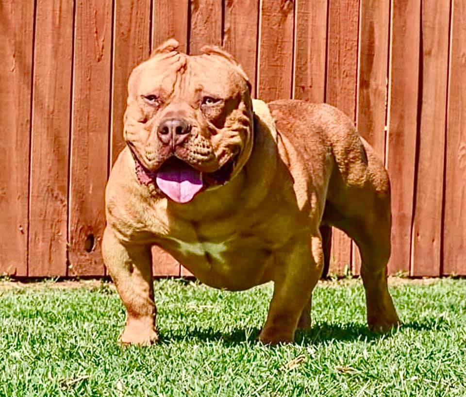Dog Featured Image