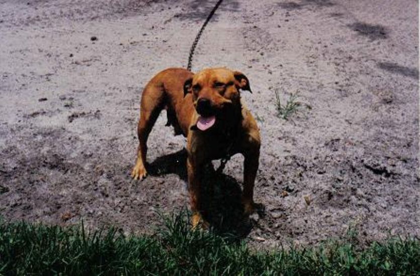 Dog Featured Image