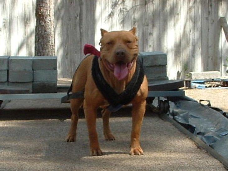 Dog Featured Image