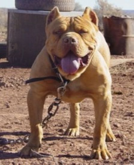 Dog Featured Image