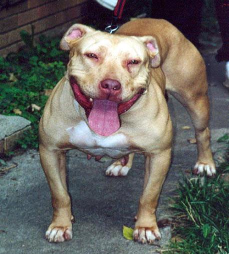 Dog Featured Image