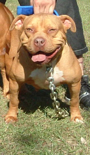 Dog Featured Image