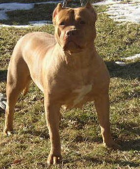 Dog Featured Image