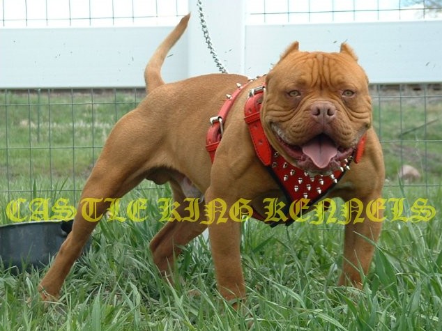 Dog Featured Image