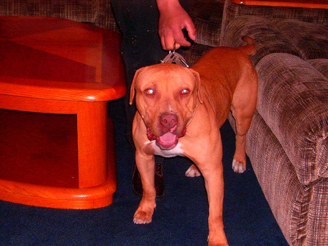 Dog Featured Image