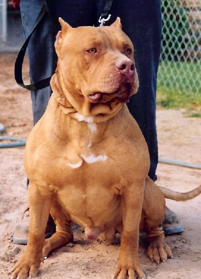 Dog Featured Image