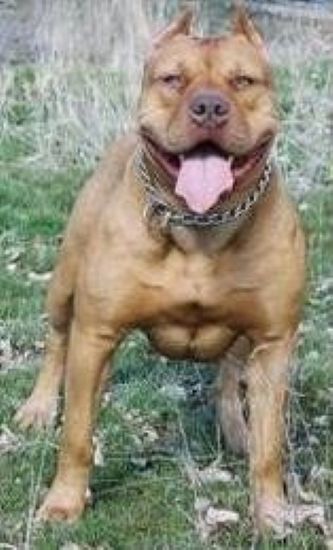 Dog Featured Image