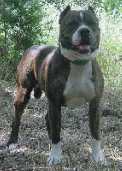 Dog Featured Image