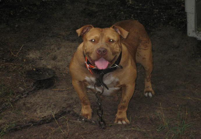 Dog Featured Image