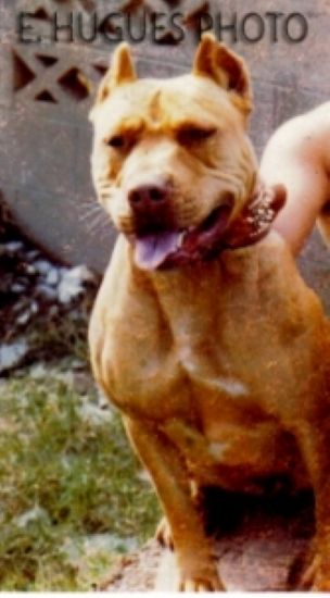 Dog Featured Image