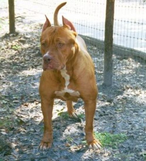 Dog Featured Image