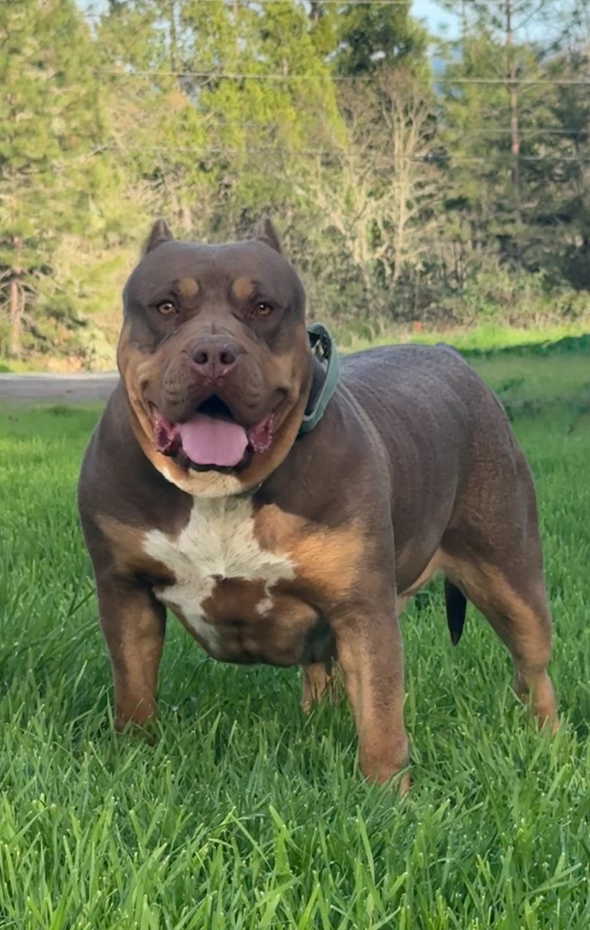 Dog Featured Image