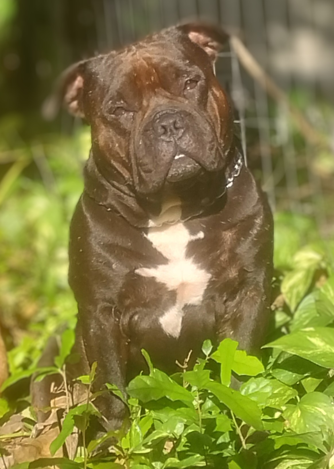 Dog Featured Image