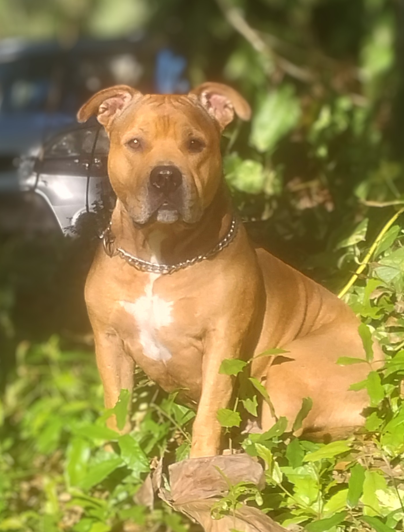 Dog Featured Image
