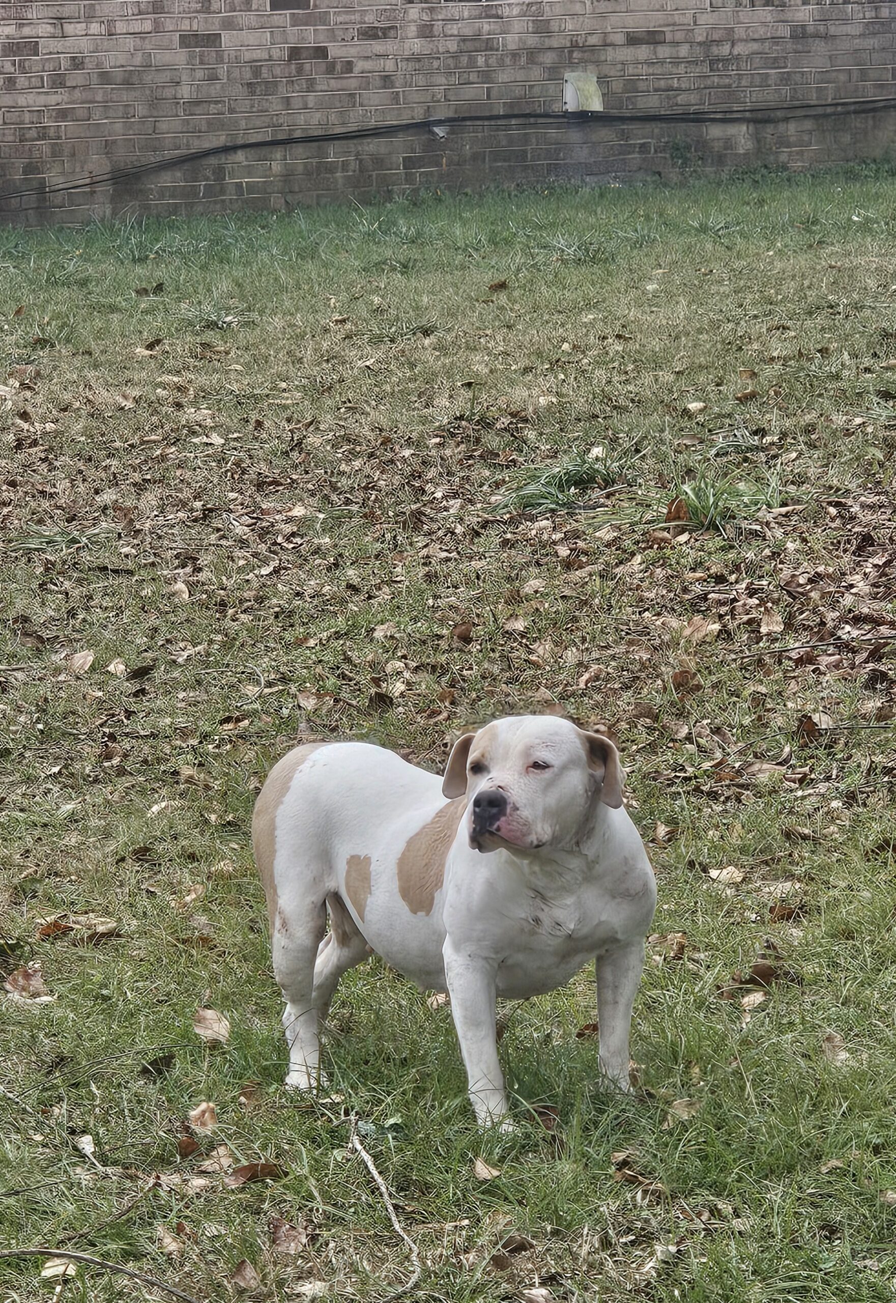 Dog Featured Image