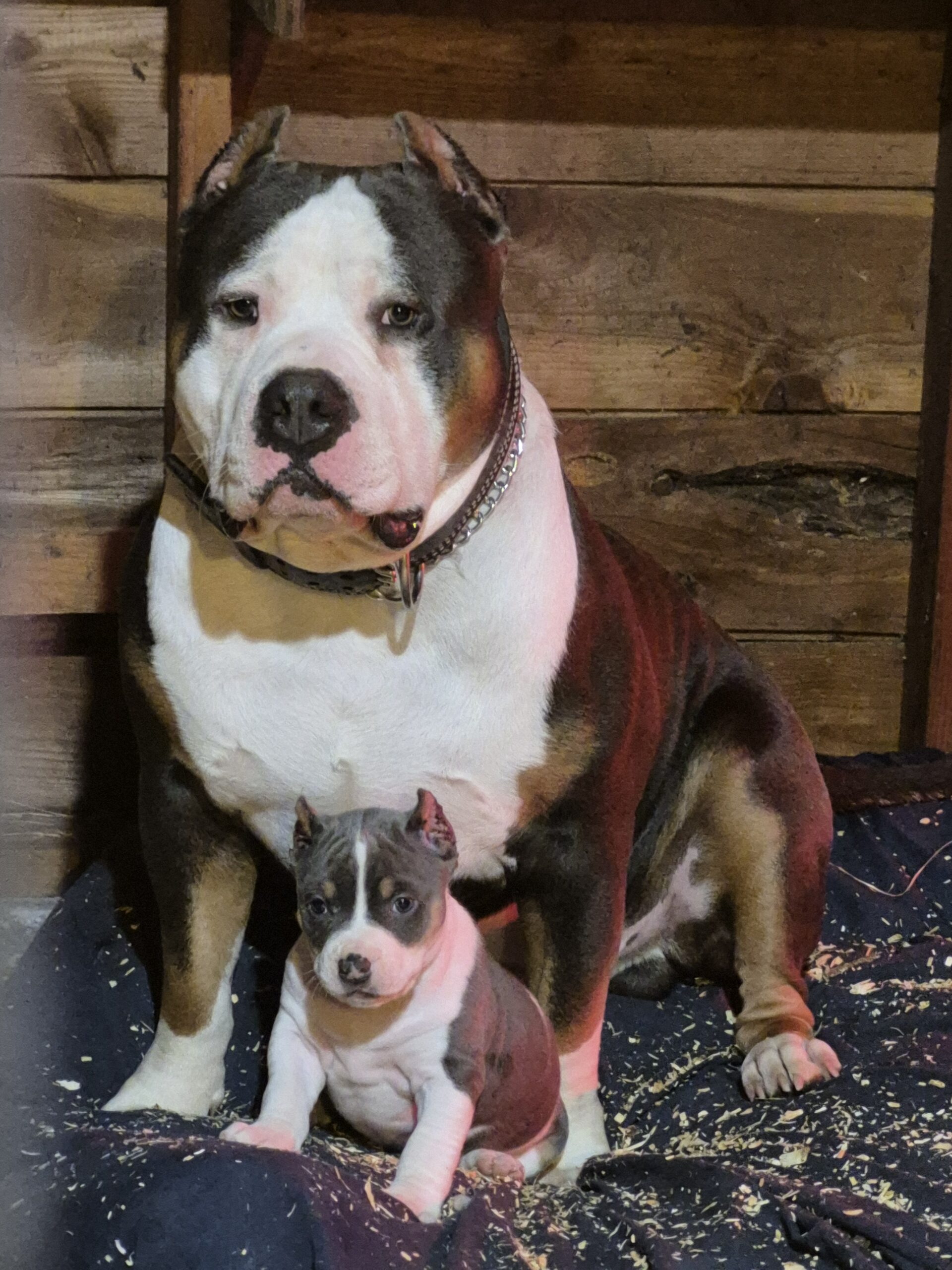 Dog Featured Image