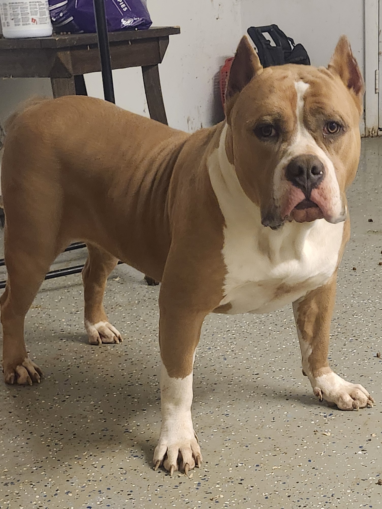 Dog Featured Image