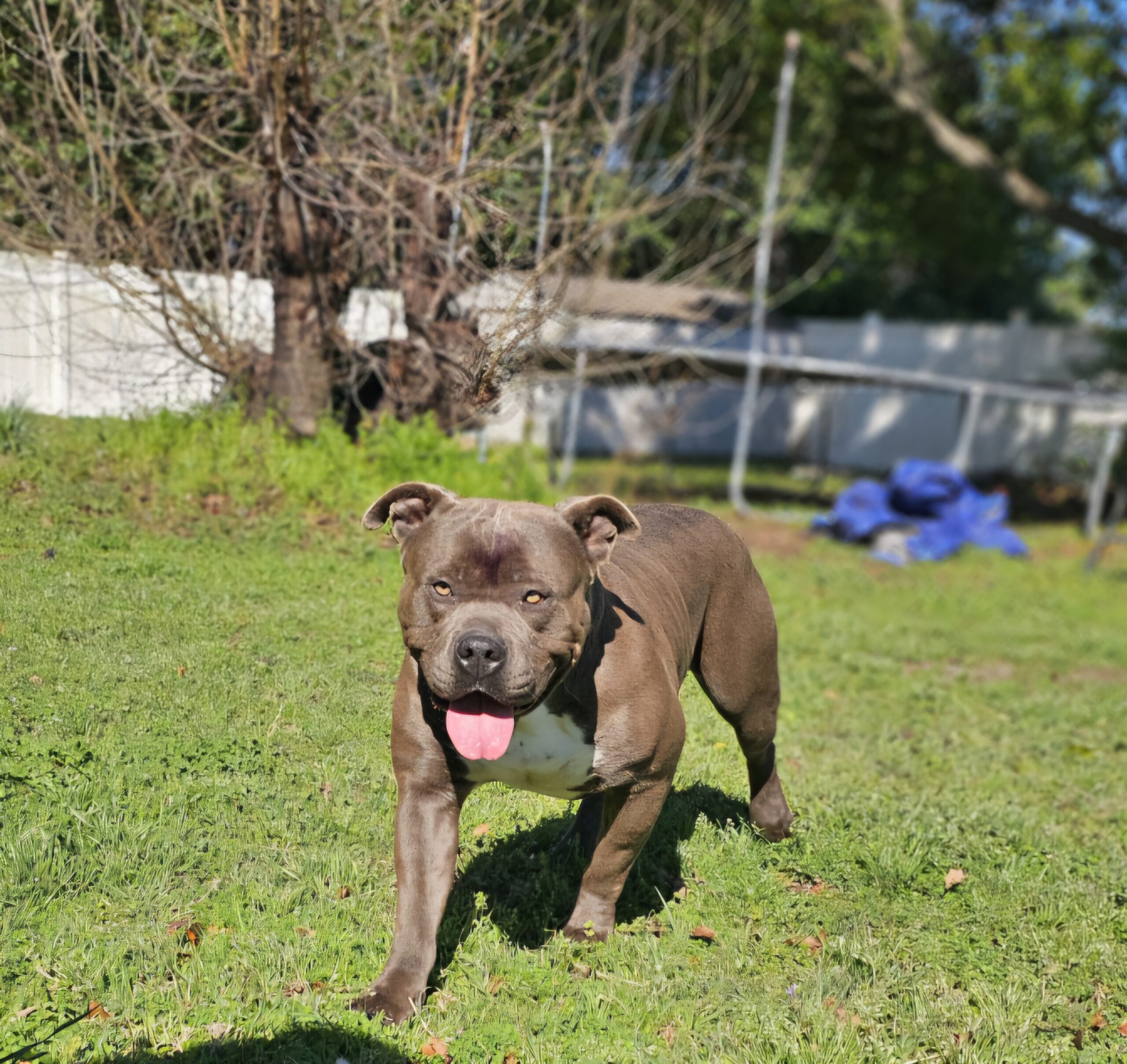 Dog Featured Image