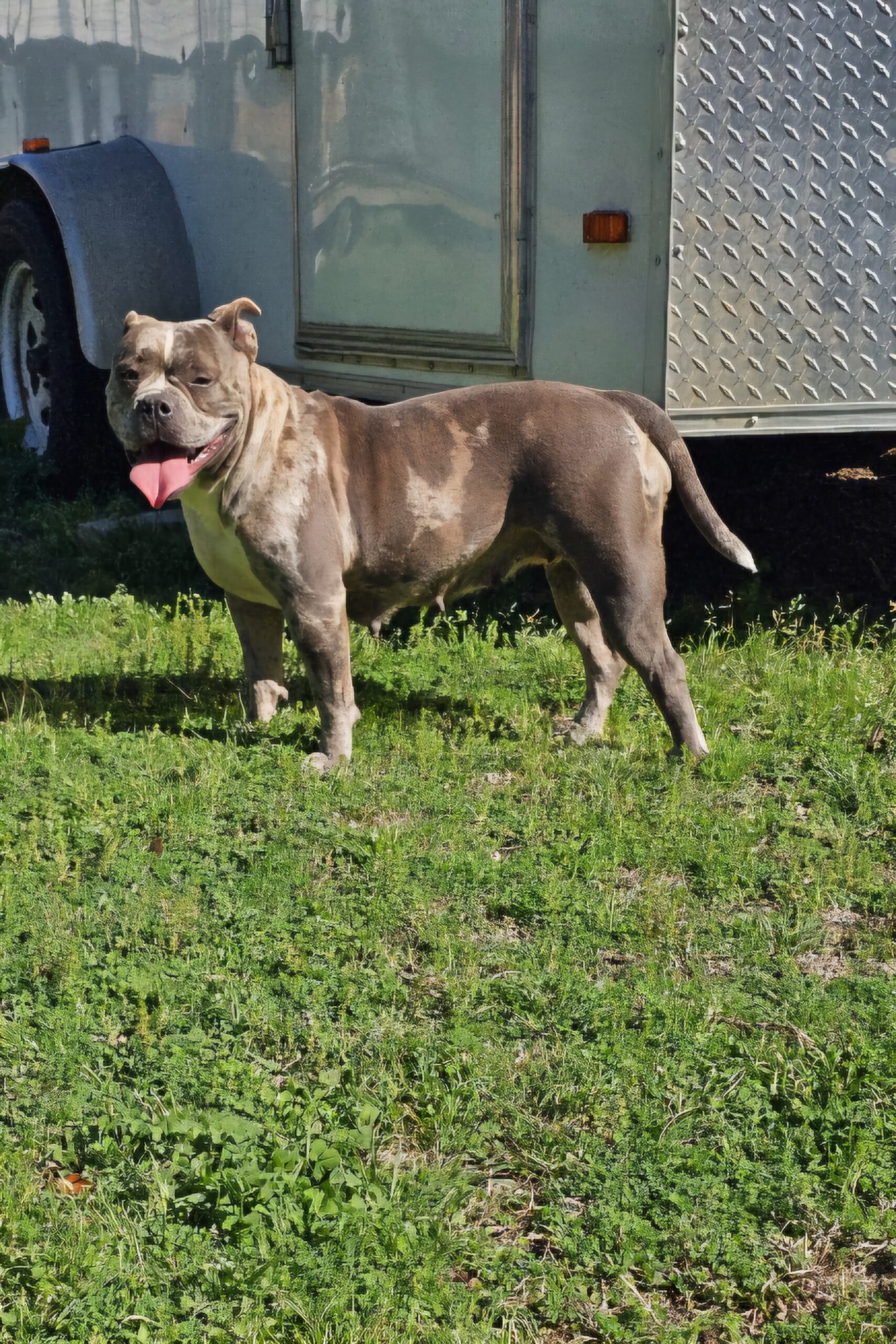 Dog Featured Image