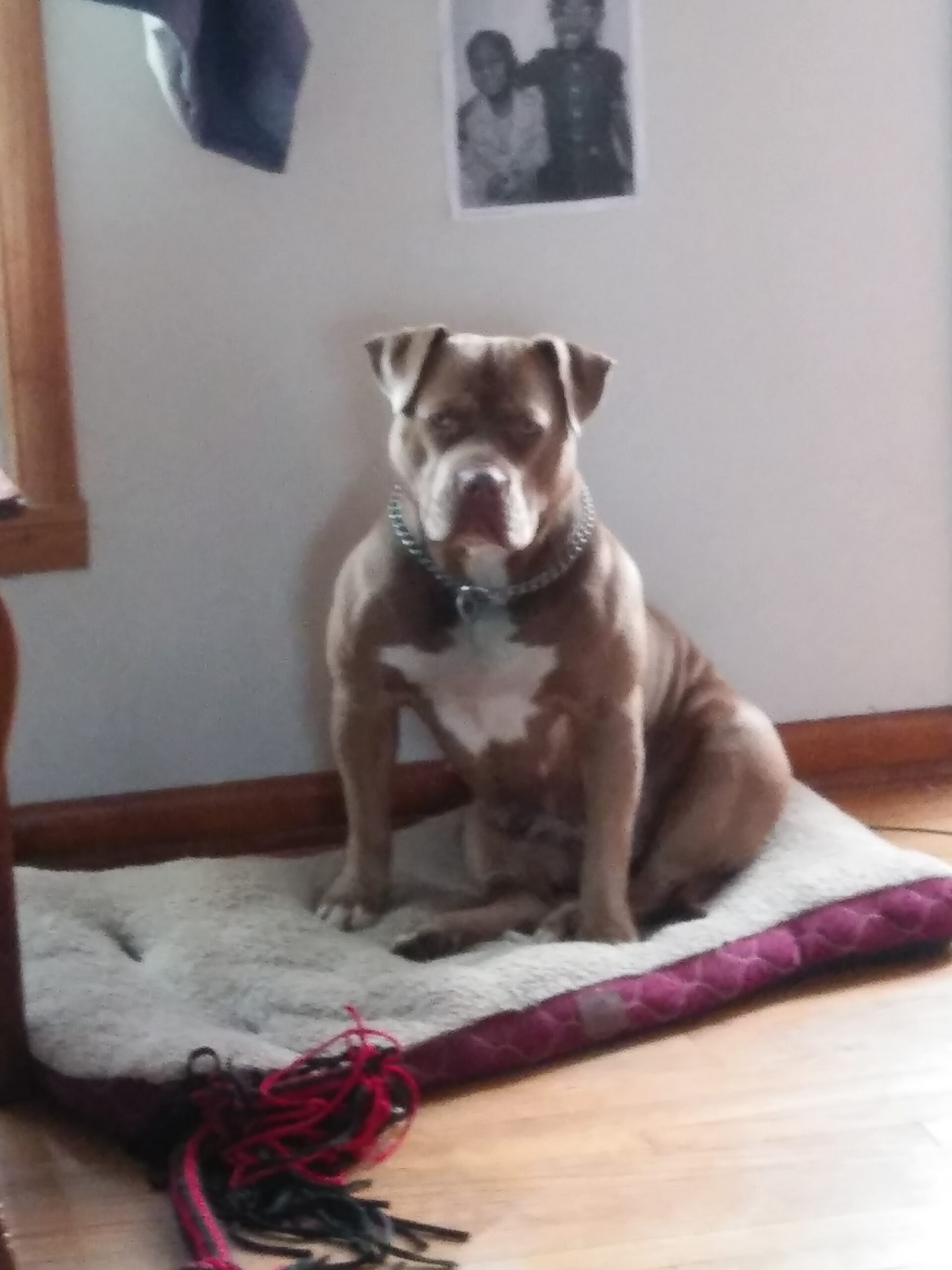 Dog Featured Image