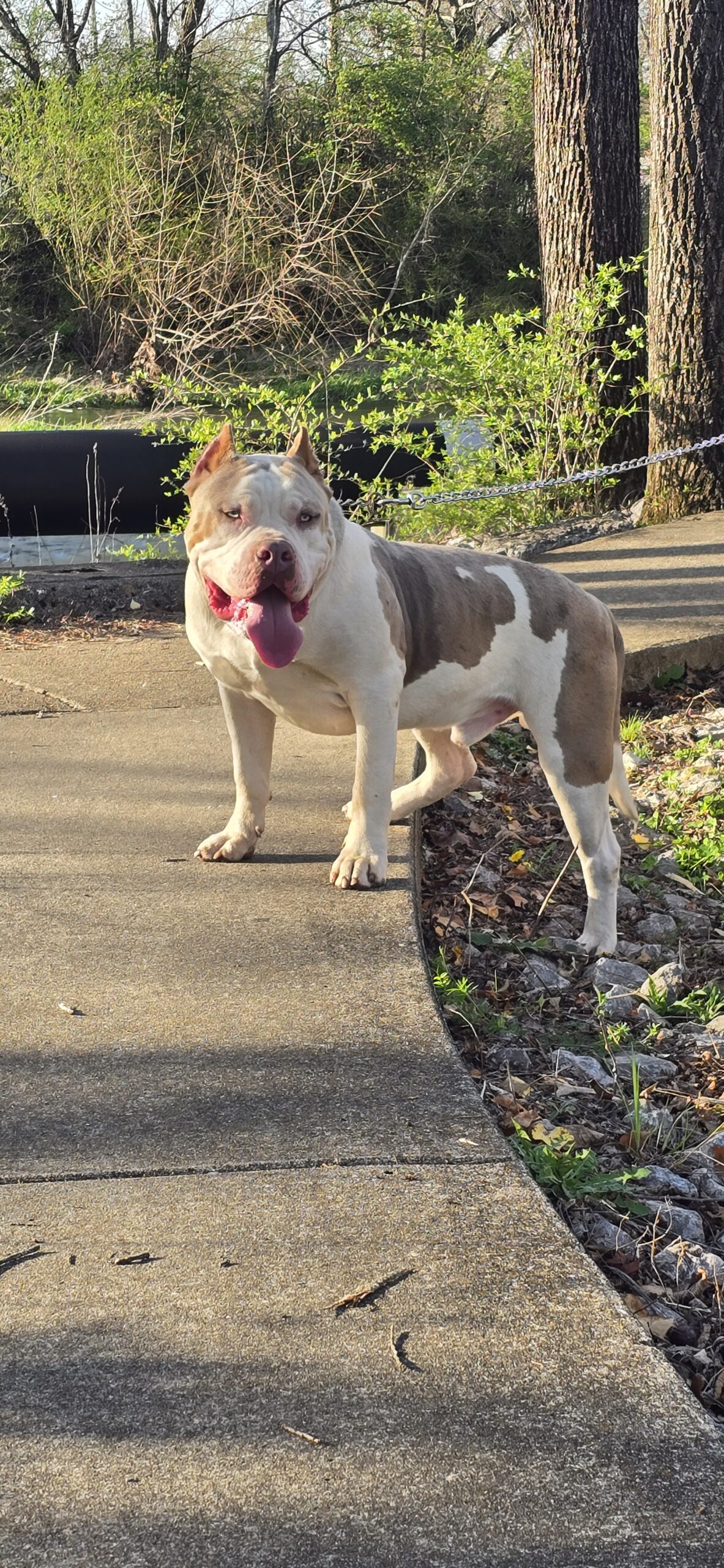 Dog Featured Image
