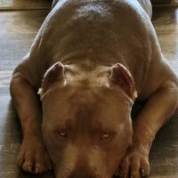 BGK’s Miko of Mayhem Kennels
