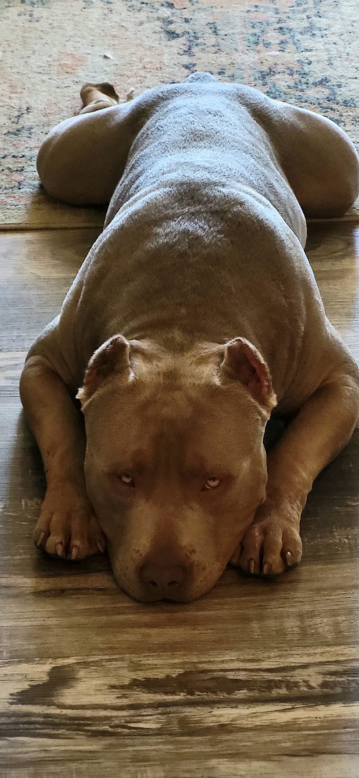 Dog Featured Image