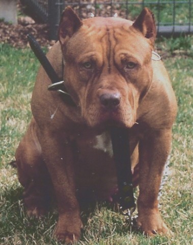 Dog Featured Image
