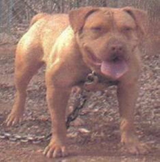 Dog Featured Image