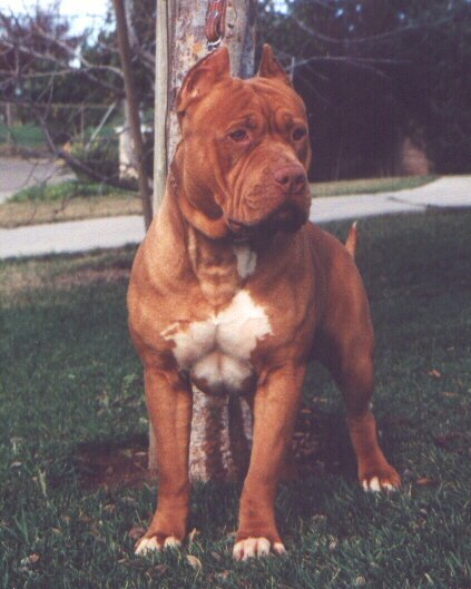 Dog Featured Image
