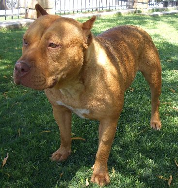 Dog Featured Image
