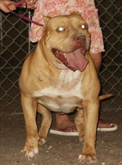 Dog Featured Image