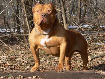 Dog Featured Image