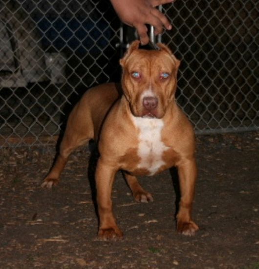 Dog Featured Image
