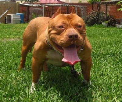 Dog Featured Image