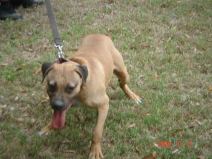 Dog Featured Image