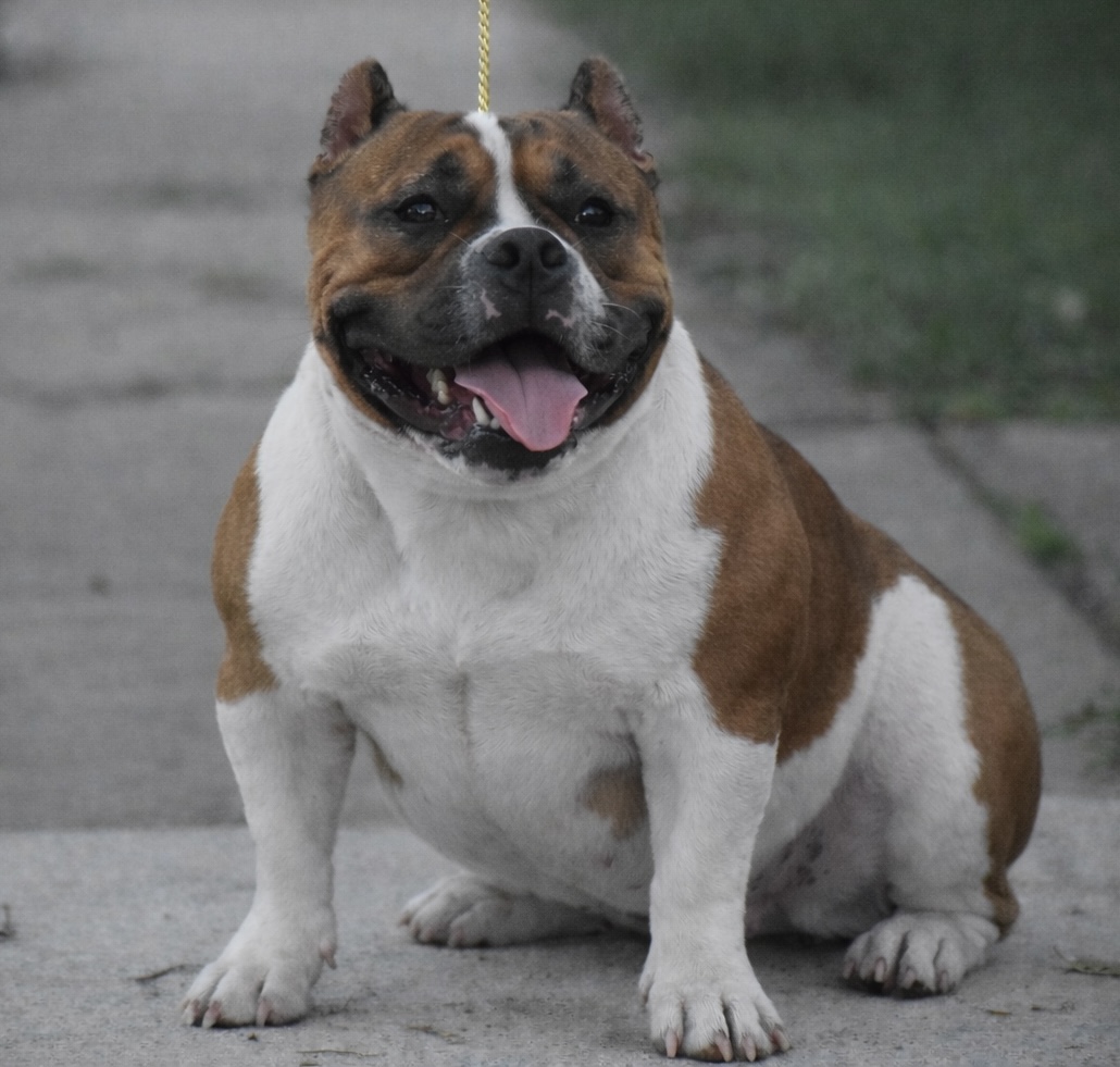 Dog Featured Image