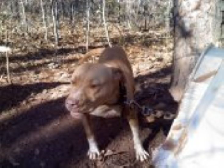 Dog Featured Image